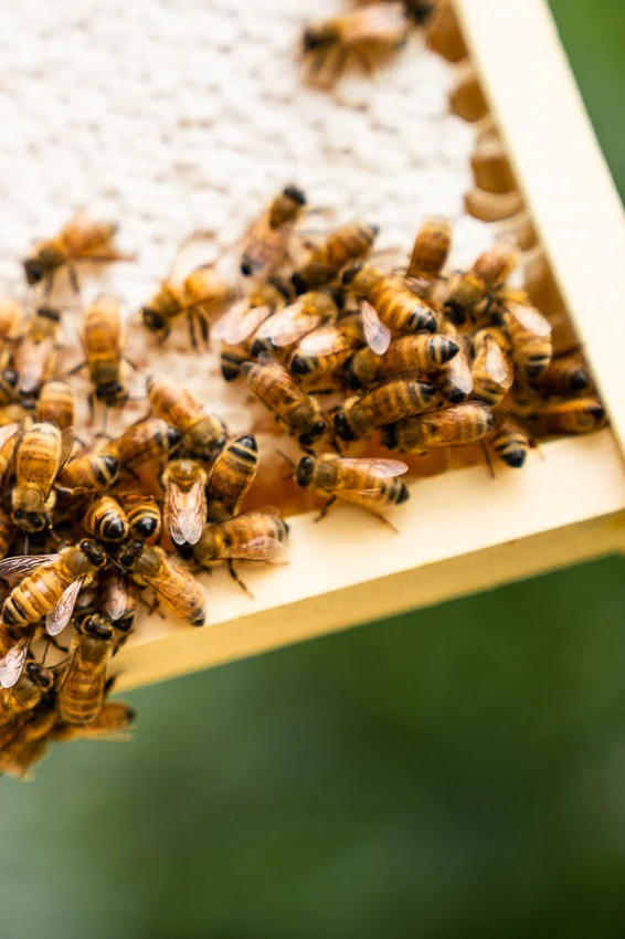 Messina Raw Honey - Image 3